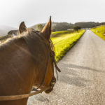 Reiturlaub im Mühlviertel